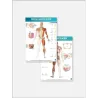 FASCIAL MANIPULATION® 4 Posters Package