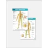 FASCIAL MANIPULATION® 4 Posters Package