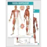 FASCIAL MANIPULATION ® 1st Level Poster: Centers of Coordination • Myofascial Sequences