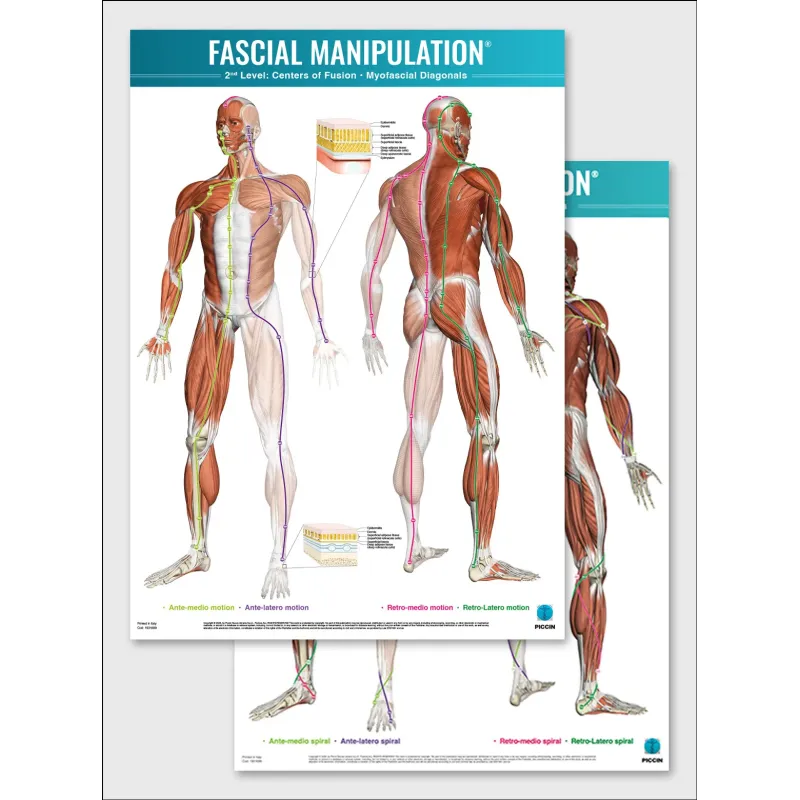 FASCIAL MANIPULATION ® 2nd Level Poster: Centers of Fusion • Myofascial Diagonals