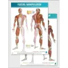 FASCIAL MANIPULATION ® 2nd Level Poster: Centers of Fusion • Myofascial Diagonals