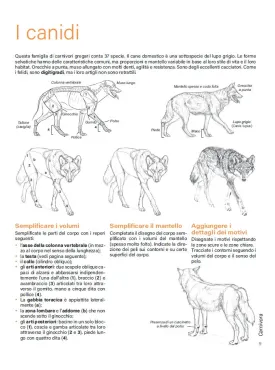 DISEGNARE GLI ANIMALI