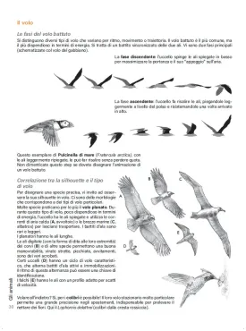 DISEGNARE GLI ANIMALI