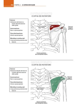 Anatomia muscoloscheletrica da colorare