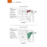 Anatomia muscoloscheletrica da colorare