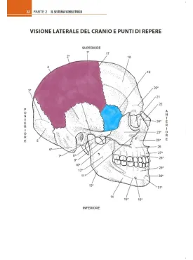Anatomia muscoloscheletrica da colorare