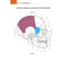 Anatomia muscoloscheletrica da colorare
