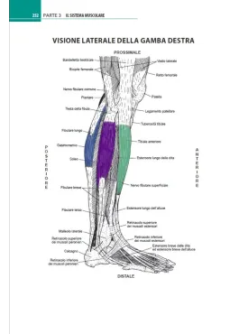 Anatomia muscoloscheletrica da colorare
