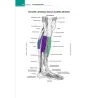 Anatomia muscoloscheletrica da colorare