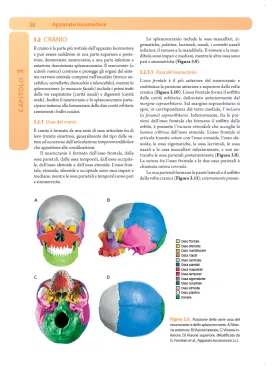 ANATOMIA UMANA con approfondimenti di Anatomia Funzionale