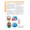 ANATOMIA UMANA con approfondimenti di Anatomia Funzionale
