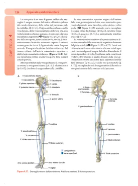 ANATOMIA UMANA con approfondimenti di Anatomia Funzionale
