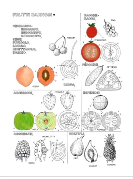BOTANICA DA COLORARE