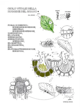 BOTANICA DA COLORARE