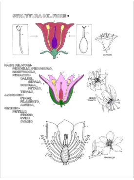 BOTANICA DA COLORARE