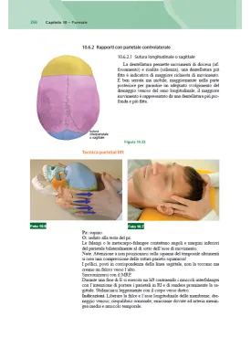 Dall’anatomia ai paradigmi craniosacrali. Apprendere l’osteopatia craniale