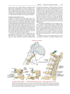 Neumann’s Chinesiologia del sistema muscoloscheletrico
