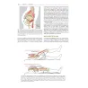 Neumann’s Chinesiologia del sistema muscoloscheletrico