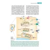 Istologia di Monesi
