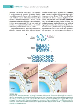 Istologia di Monesi
