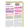 JUNQUEIRA Citologia e Istologia. Testo e Atlante