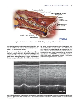Anestesia locoregionale del cane e del gatto. Il Manuale NYSORA®