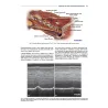 Anestesia locoregionale del cane e del gatto. Il Manuale NYSORA®