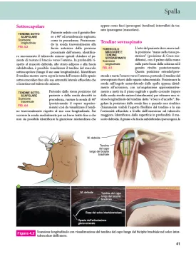 Anatomia ecografica – L’essenziale